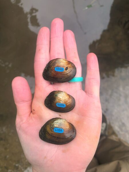 Image d'une moule à coquille