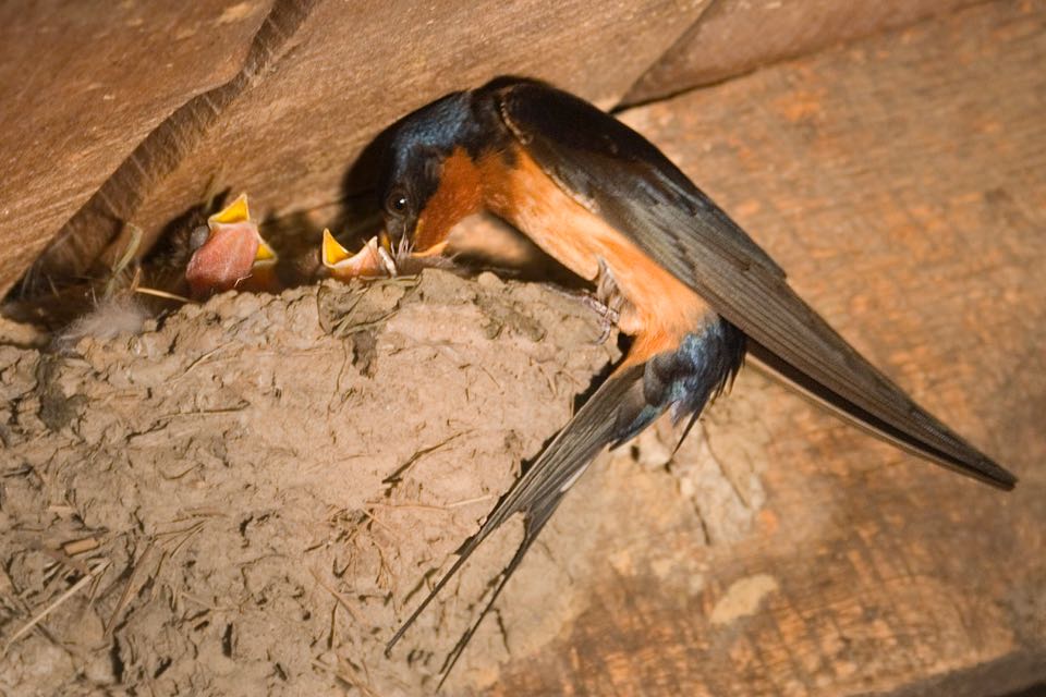 Hirondelle rustique nourrissant les oisillons 