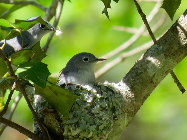 Image de deux moucherolles gris bleu assis sur un nid de lichen et de fibres.