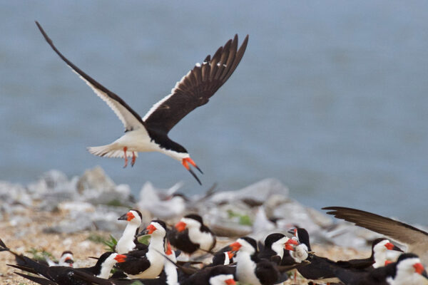 Image d'une bande de skimmers noirs ; l'un d'entre eux a un poussin de sterne pierregarin dans son bec. Ces oiseaux sont blancs avec les ailes, le dos et le cou noirs et un bec bicolore orange et noir.