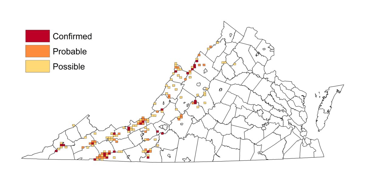Une carte montrant les endroits où la fauvette à gorge noire a été détectée ; les observations sur la carte s'alignent sur la chaîne de montagnes des Appalaches.