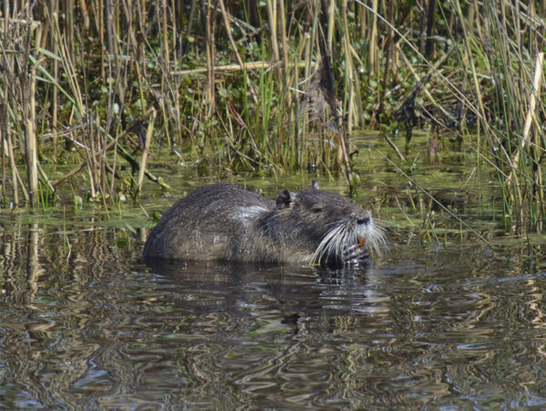 Gros plan sur un ragondin nageant dans une eau calme, entouré de hautes herbes et de roseaux. Le ragondin est recouvert d'un pelage épais et brun foncé et possède des moustaches proéminentes. Ses yeux sont partiellement au-dessus de la surface de l'eau.