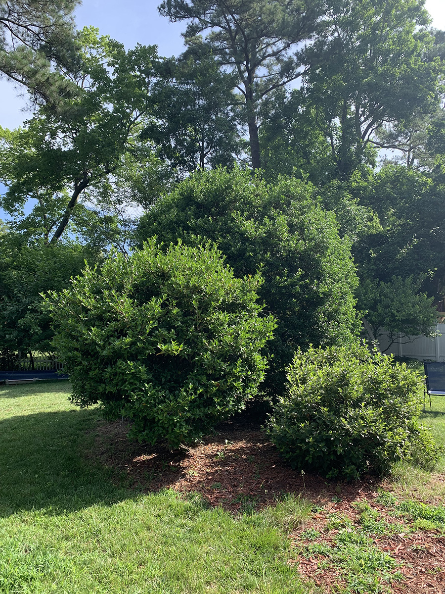 Image d'arbustes dans une pelouse de banlieue
