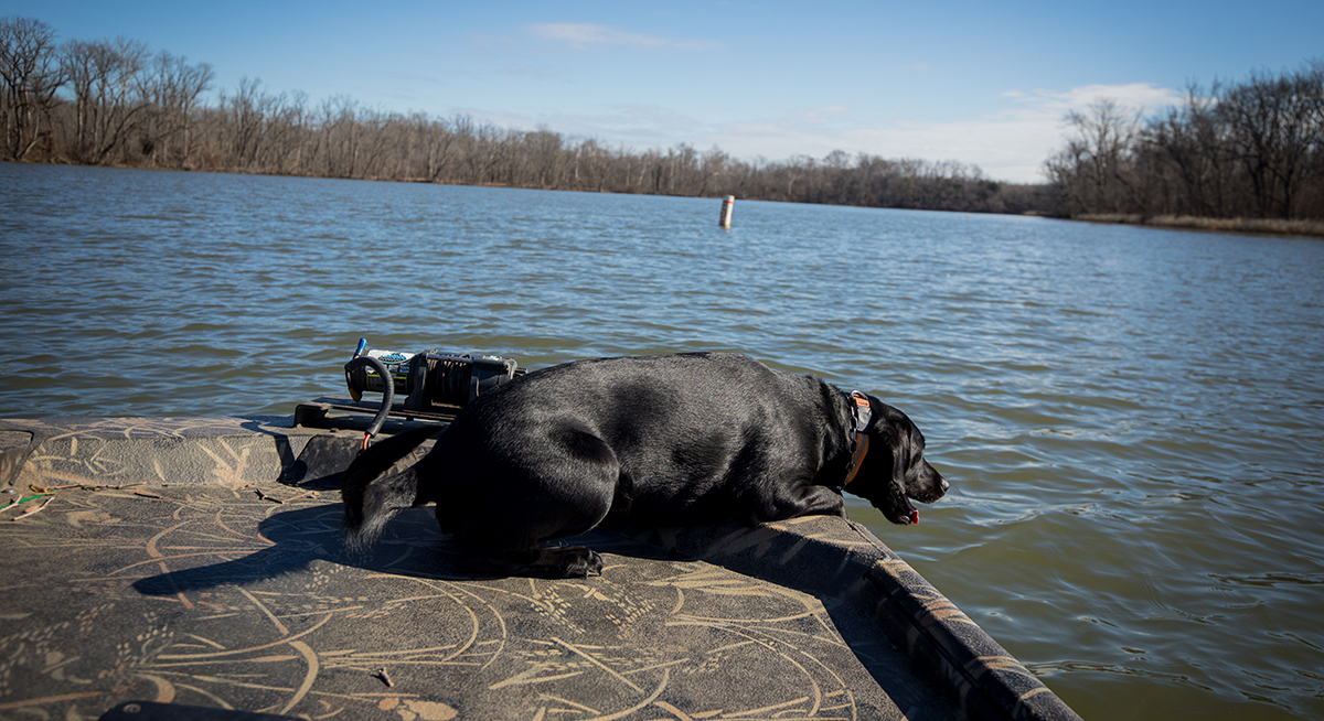 K9 Bailey lors d'une formation à la détection de restes humains.