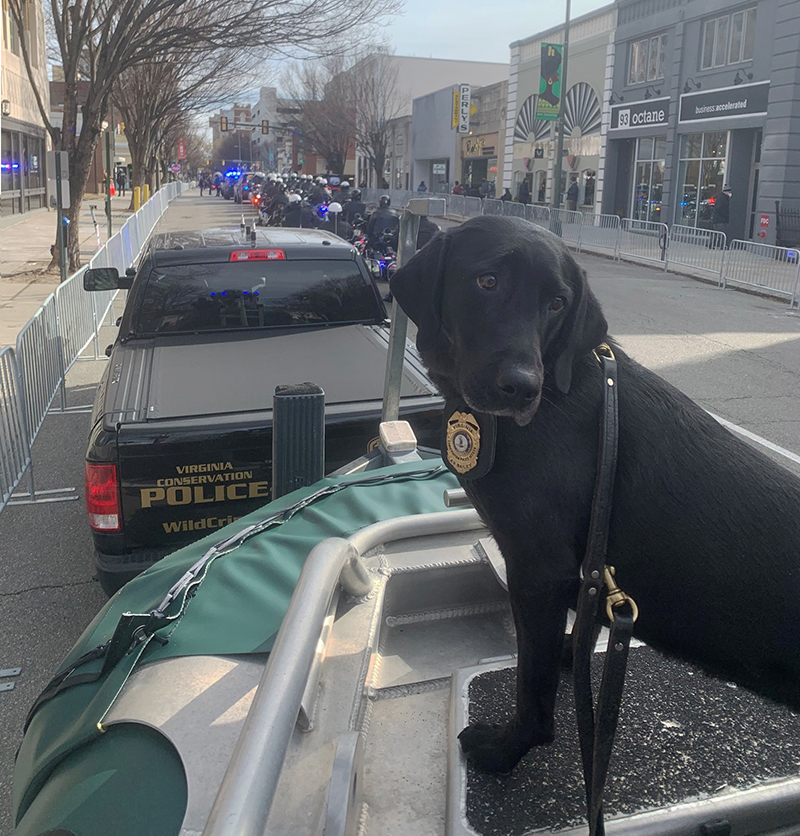 K9 Bailey sur un char du CPO lors de la parade inaugurale du gouverneur.