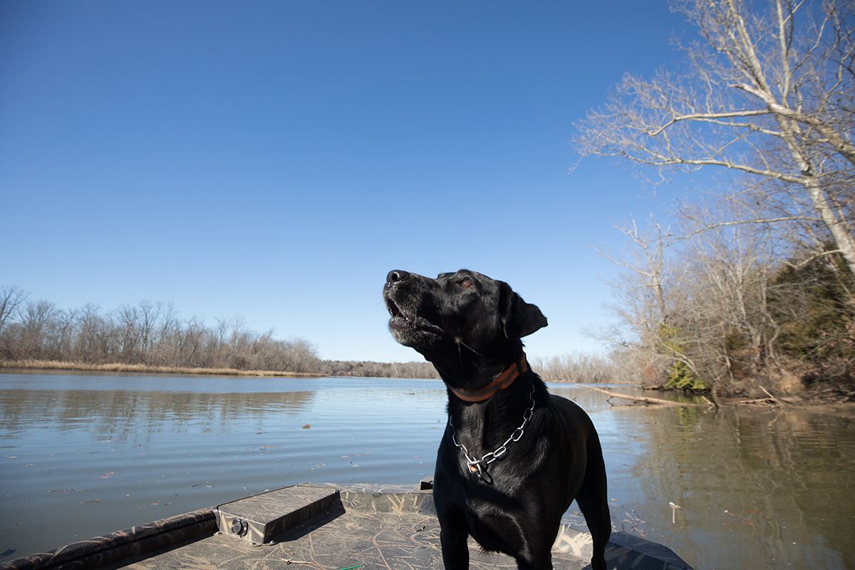 K9 Bailey debout sur un quai ; au revoir Bailey, bonne retraite.