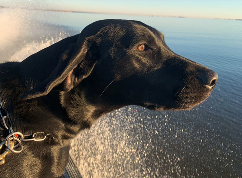 Bailey sur un bateau en train de regarder l'horizon
