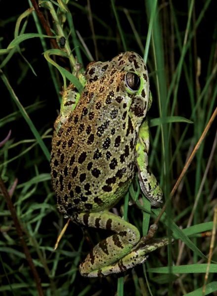 Image d'une rainette brune aboyeuse