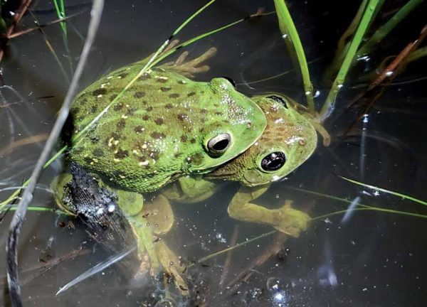 Une image de la rainette écorcheur