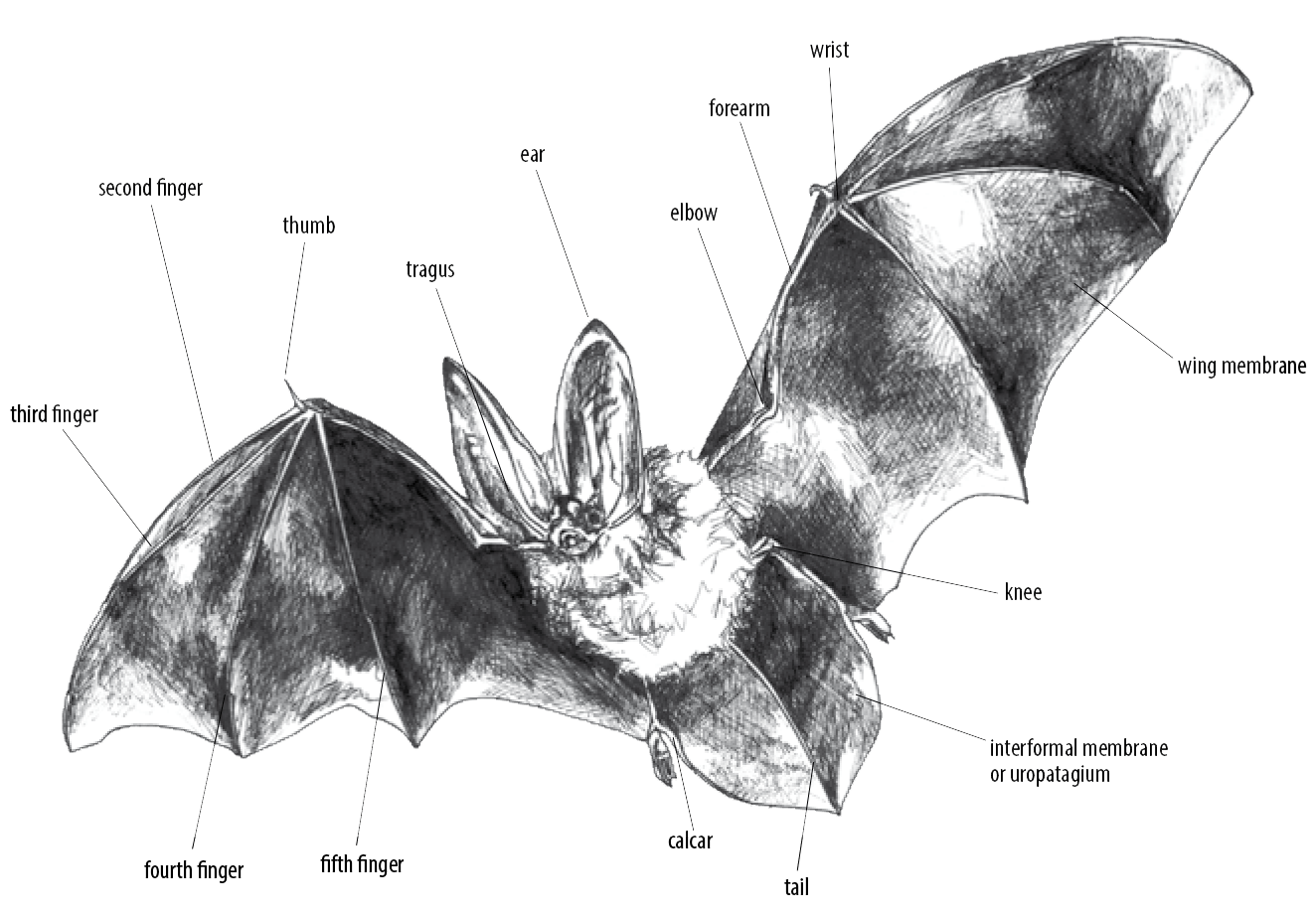 Image représentant la structure de base d'une chauve-souris ; la chauve-souris a une aile avec quatre doigts reliés par les membranes de l'aile ; le crochet de l'aile a un pouce et un poignet ; plus bas dans l'aile, on trouve un coude plié relié au corps principal ; les genoux de la chauve-souris sont reliés à la membrane des ailes et les pattes elles-mêmes sont reliées par une membrane sur la queue. 