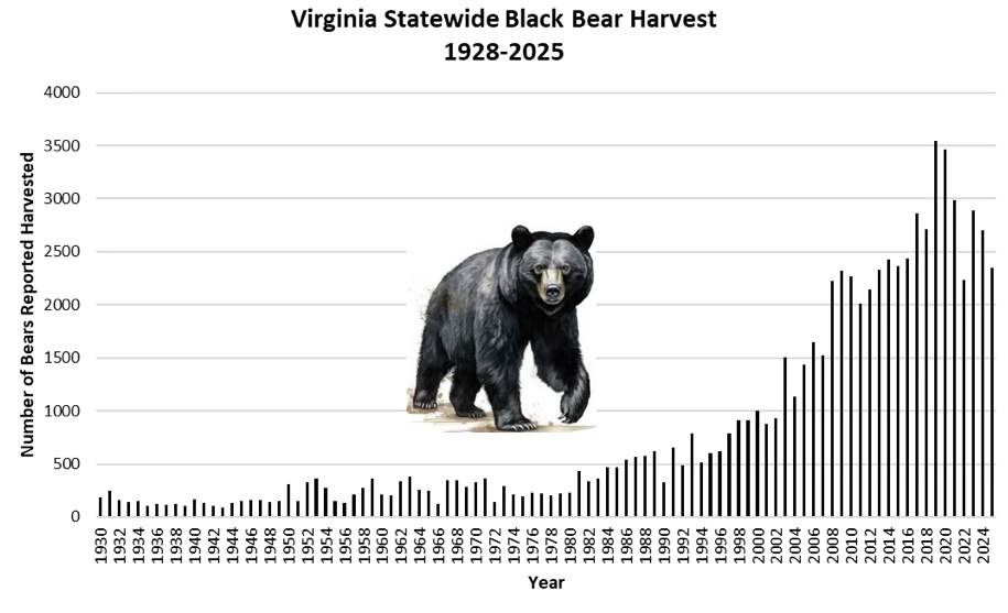 Graphique montrant la récolte d'ours noirs en Virginie de 1928 à 2025