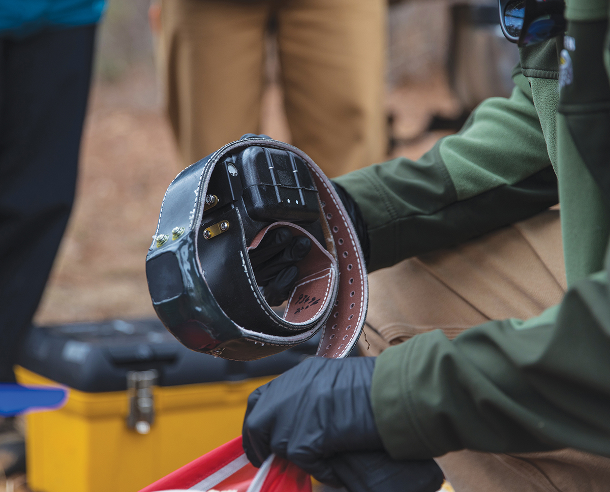 Un des colliers GPS.