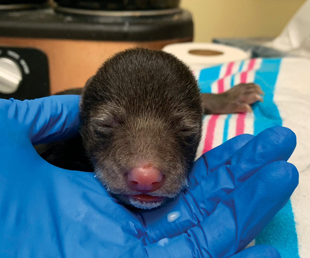 Ce petit ourson a été emmené au Wildlife Center de Virginie après qu'un chien de la famille l'ait ramené chez des propriétaires surpris.