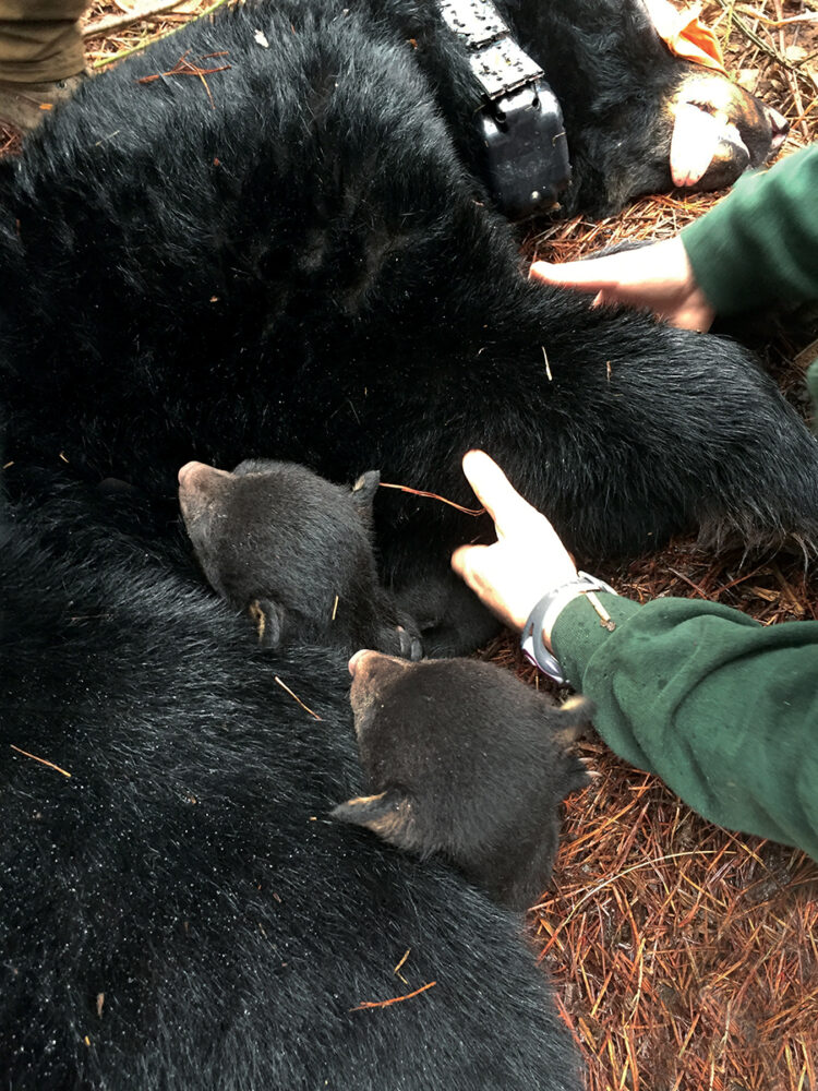 Après la sédation et la pose d'un collier sur cette femelle, l'ourson naturel et un ourson orphelin nouvellement introduit ont été placés ensemble