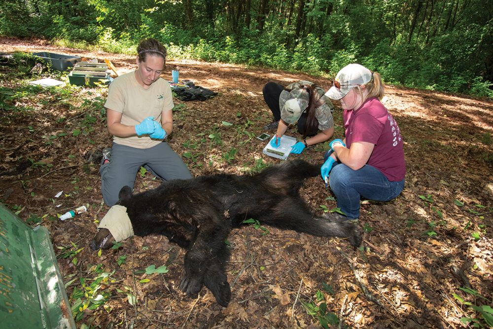 Un biologiste vérifie l'état de santé d'un ours avant de lui poser un collier GPS.