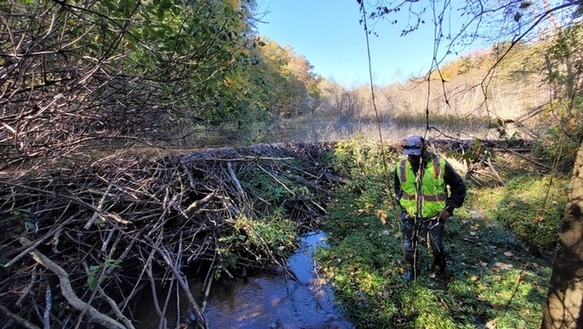 Un biologiste se tenant à droite dans un marais et un barrage de castors à gauche.
