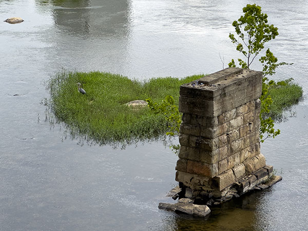 Scrutez les rochers, les îles et les piliers de pont à la recherche de mouettes, d'oiseaux aquatiques et d'échassiers à longues pattes comme ce grand héron. Crédit photo : Lisa Mease