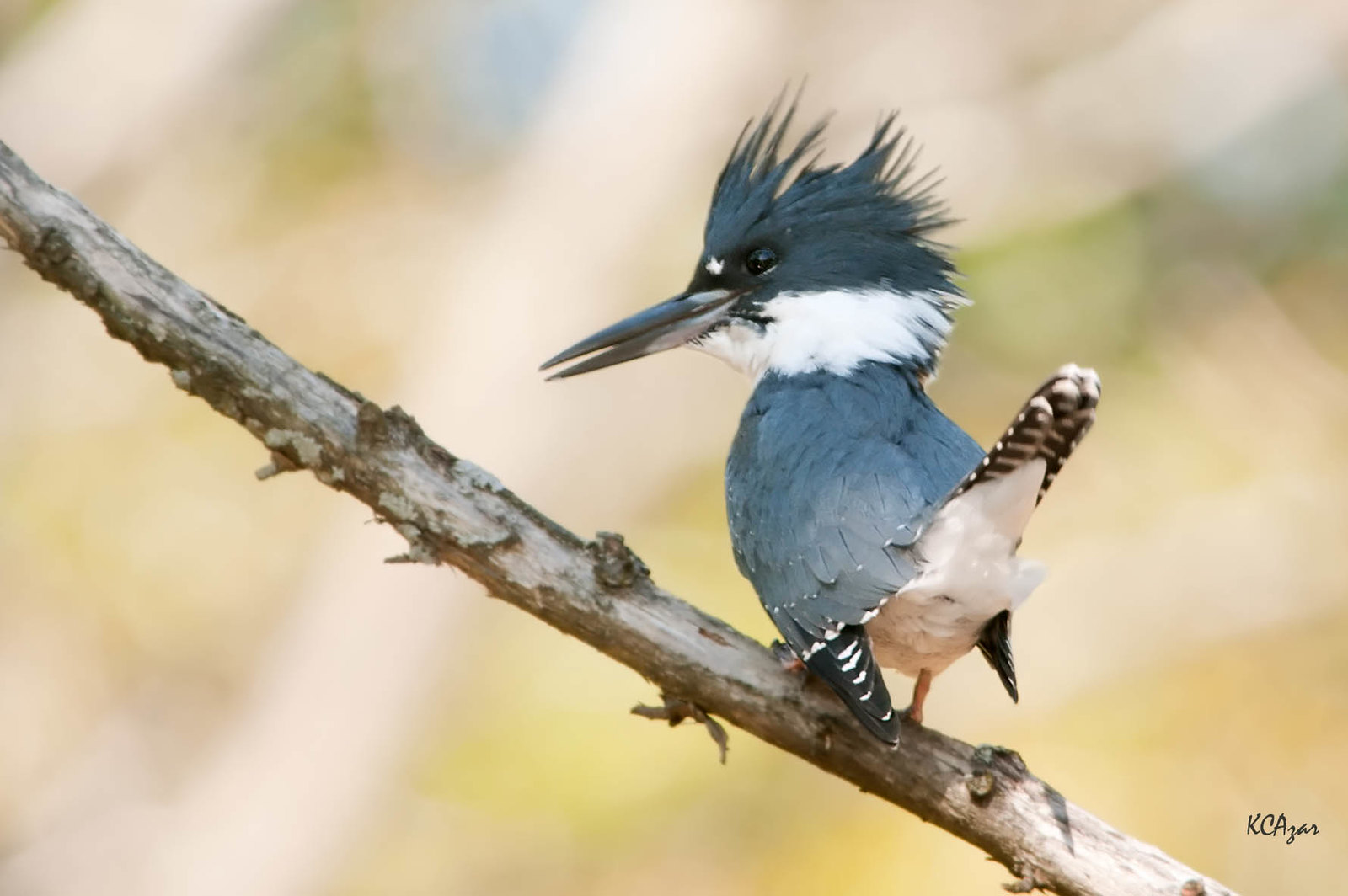 Un martin-pêcheur, un oiseau bleu et blanc, perché sur un bâton.