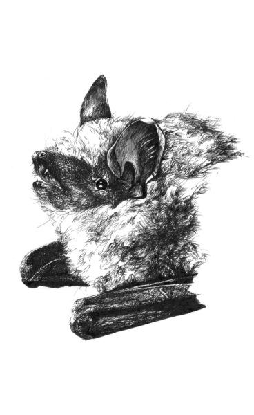 Image de la grande chauve-souris brune