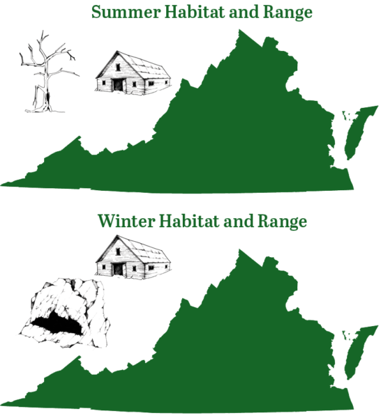 Aire de répartition hivernale et estivale de la grande chauve-souris brune