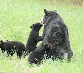 Un ours adulte avec trois oursons dans un champ herbeux.