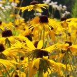 Photo en gros plan de dizaines de fleurs jaunes à centre noir.