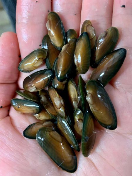 Une image de l'espèce Black Sandshell