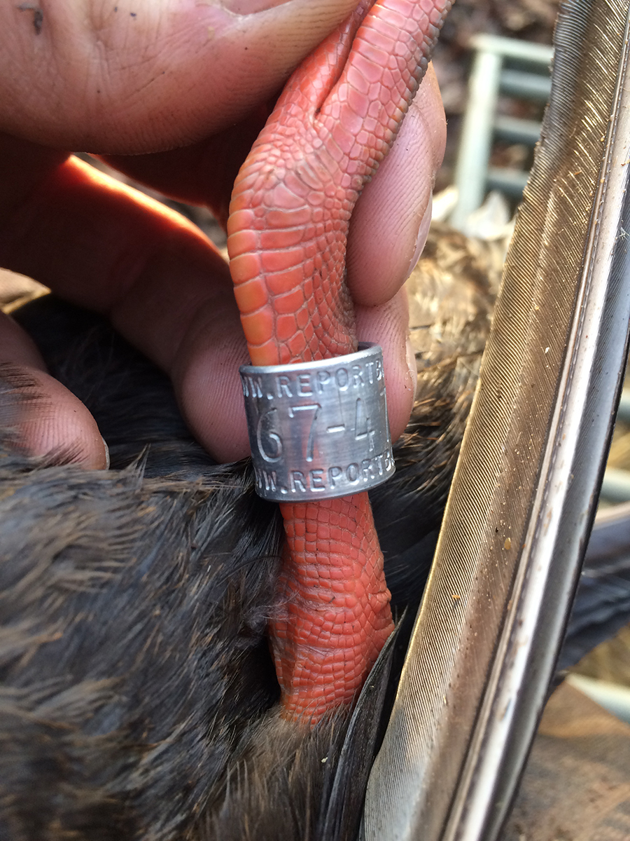 Image d'un canard avec une bague métallique à la patte