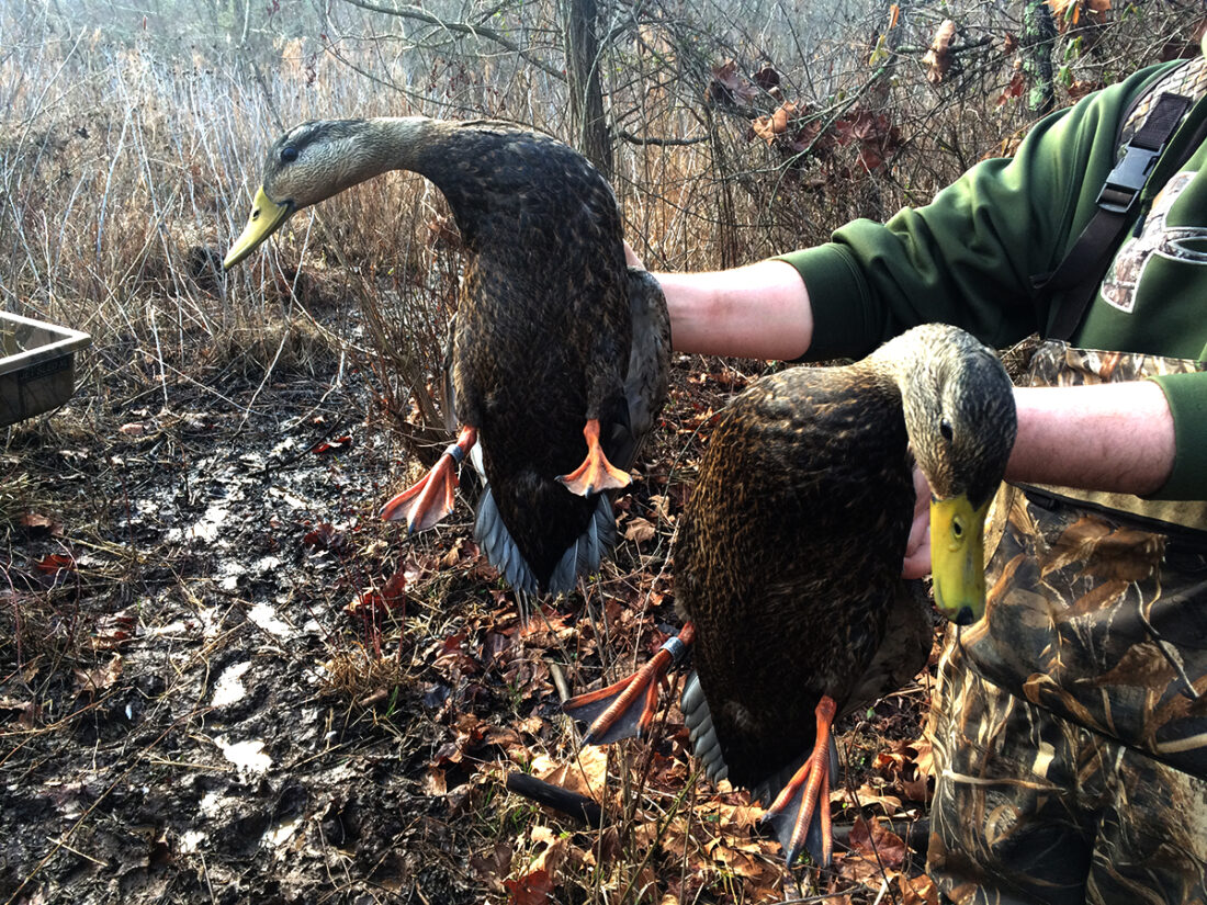 Image de deux canards noirs bagués tenus par un employé du DWR.