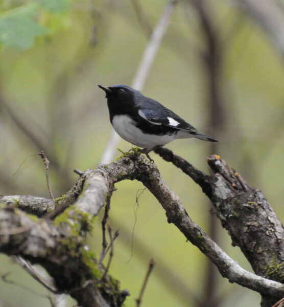Image d'une fauvette bleue à gorge noire, un petit oiseau chanteur au dos noir et au ventre blanc, avec une grande tache blanche sur l'aile, semblable à celle d'un moqueur nordique.