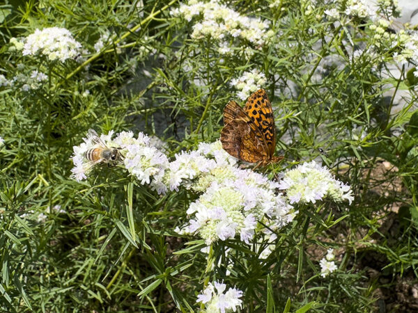 Une abeille mellifère et un fritillaire des prés apprécient la menthe des montagnes à feuilles étroites le long du Virginia Native Plant Trail (sentier des plantes indigènes de Virginie). Crédit photo : Lisa Mease