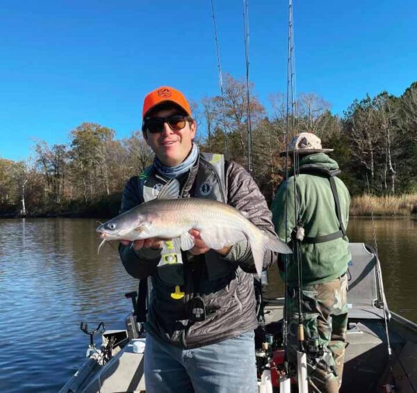 Image d'un poisson-chat bleu tenu par un homme
