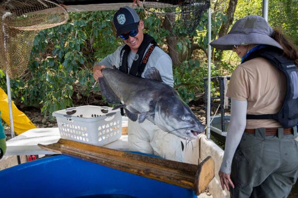 Image du silure bleu