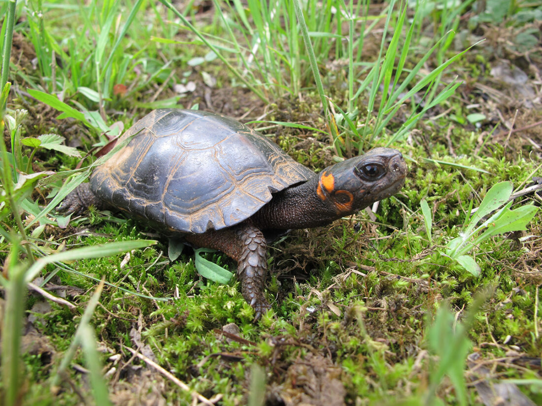 Image d'une tortue des marais ; cette espèce est brun foncé avec des marques orange le long de la crête de la carapace et autour de l'oreille.