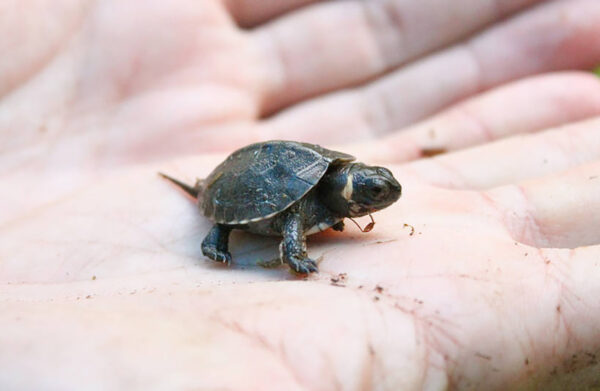 Image d'un mignon bébé tortue tenu par une personne.