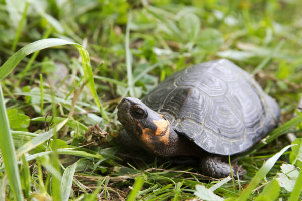 Une image de la tortue de Muhlenberg (tortue des marais)