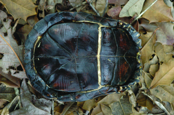 Carapace de tortue en boîte ; elle est d'une couleur marron foncé et comporte une plaque à charnière.