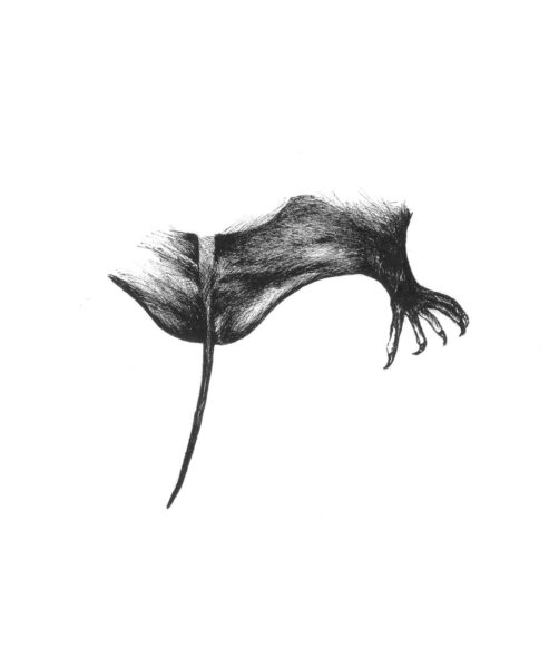 Image de la chauve-souris brésilienne à queue libre