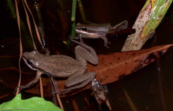 Image de la rainette faux-grillon de Brimley