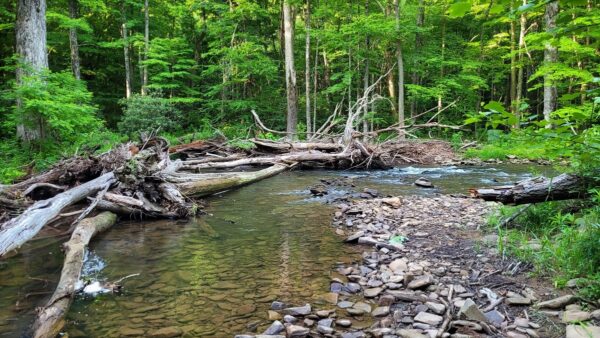 Représentation de l'habitat idéal de l'omble de fontaine. ©Mike Owen - Service des forêts des États-Unis