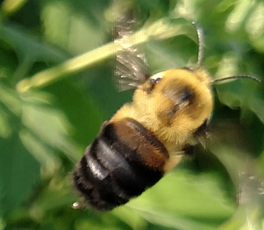 Image de l'abeille à ceinture brune qui ressemble beaucoup à l'abeille à taches rouille, mais ses ailes sont claires et non caramélisées et sa tache abdominale est d'une couleur brune terne.