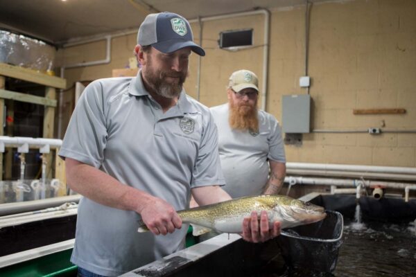 Msn tenant un poisson au-dessus d'un bassin à l'intérieur de l'écloserie.
