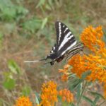 Un papillon sur une fleur d'oranger