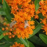 Abeilles sur une fleur d'oranger
