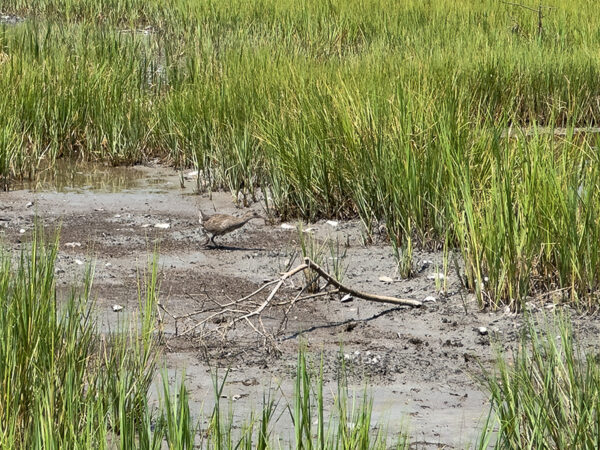 Un marais salé à marée basse montrant de la boue et des herbes marécageuses vertes, avec un râle d'arrêt immature marchant sur la boue.