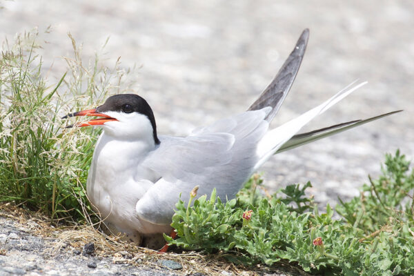 Image d'une sterne pierregarin couvant son œuf sur la plage. Cet oiseau est blanc avec les ailes et le dos gris, la tête et le cou noirs ; son bec est orange avec des pointes noires.