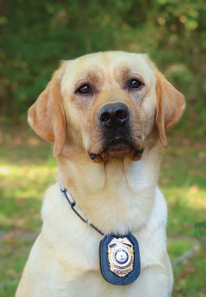 Une photo de K9 Atlas