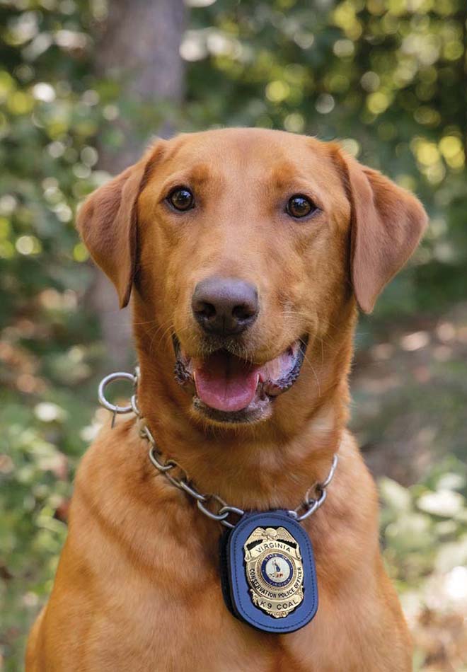 Une photo de K9 Coal