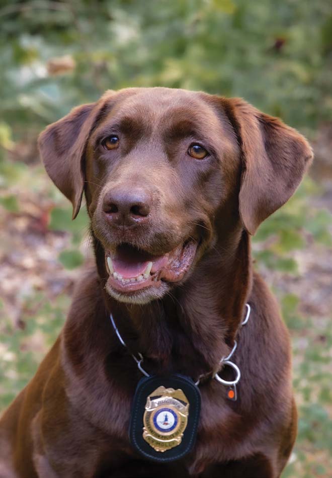 Une photo de K9 Molly