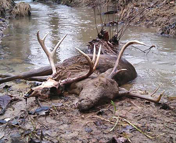 Photo d'un cerf décédé gisant dans un ruisseau.